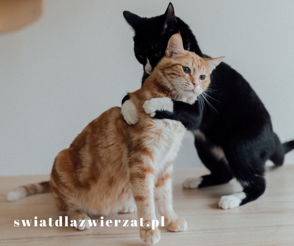feromony uspokajające dla kota agresja