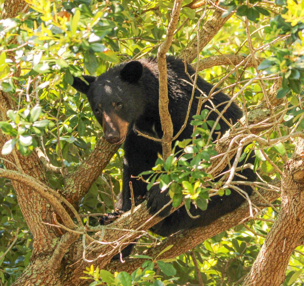  Niedźwiedzie czarne baribale potrafią wspinać się po drzewach 
