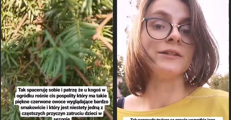 Cis jest silnie trujący. Lekarka ostrzega przed zatruciami u dzieci