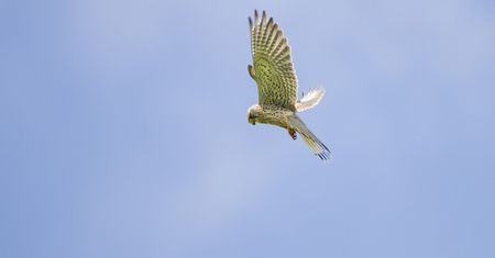 To się nazywa stabilizacja! Pustułka zawisła w powietrzu