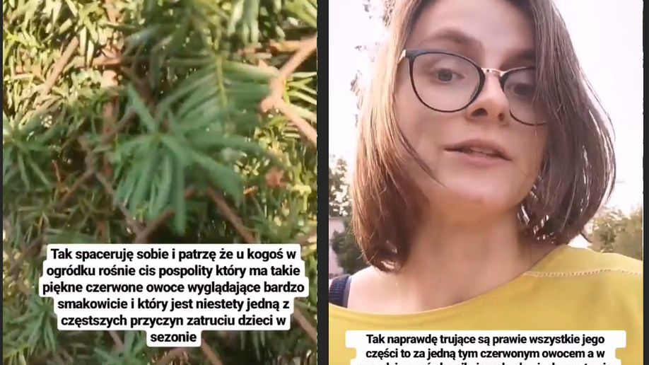 Cis pospolity to częsta przyczyna zatruć wśród dzieci