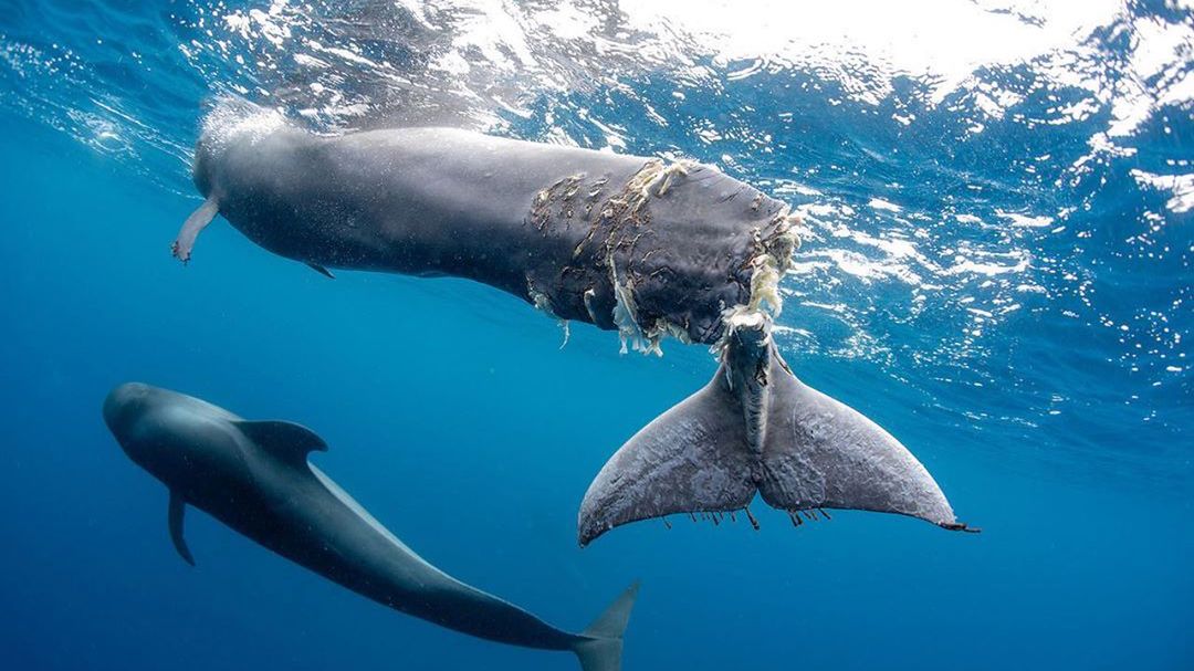 Śruba łodzi ucięła ogon waleniowi. Fotografka apeluje do ludzi 1