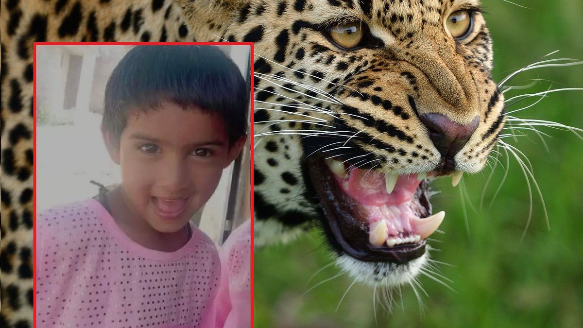 6-latka została poturbowana przez lamparta.