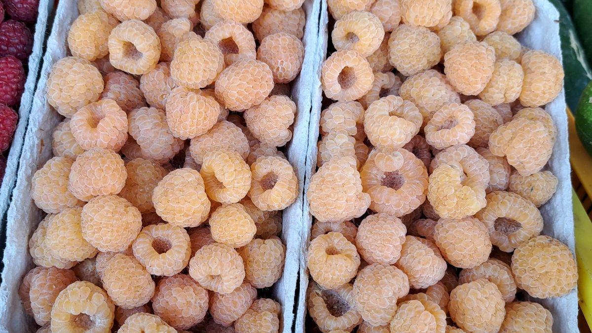 Żółte maliny coraz częściej pojawiają się na straganach. 