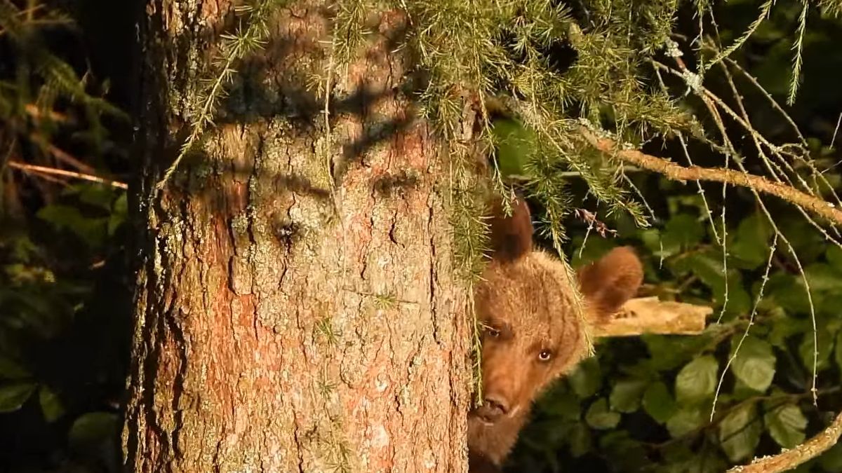 Mały niedźwiadek w Bieszczadach dał popis na jednym z drzew