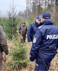 Lasy nafaszerowane elektroniką przed świętami Bożego Narodzenia