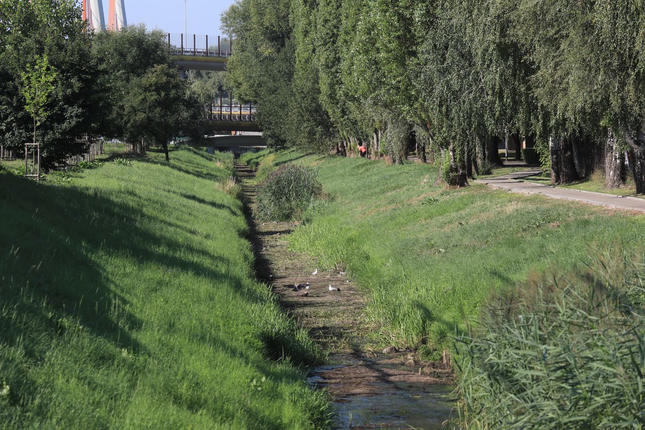 Gocław, Warszawa, wyschnięty kanałek Nowa Ulga, 12.08.2022 r. 