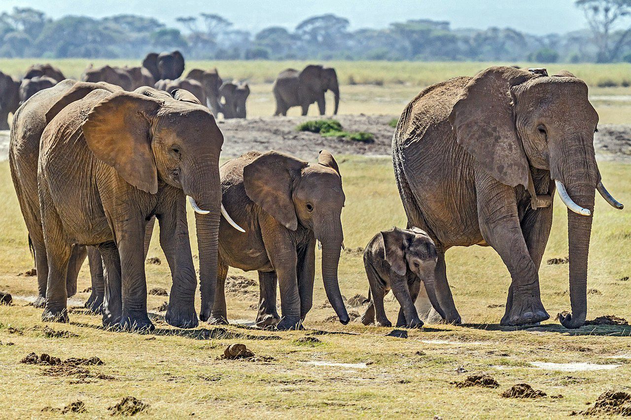 Kolejne tajemnicze zgony słoni w Afryce. Wcześniej prawie 300, teraz 11 - Kolejna tajemnicza śmierć słoni w tamtej części świata.