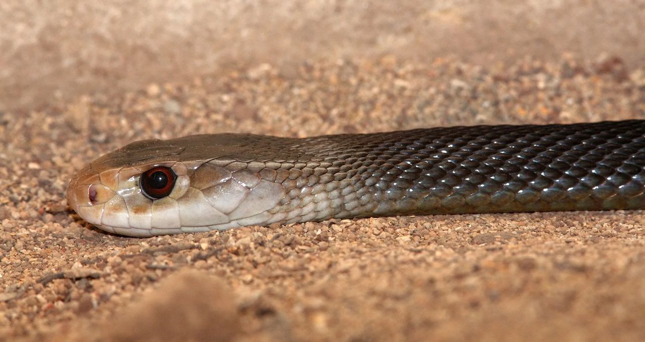 Cyclone, the snake, sets a new venomous record at the reptile park