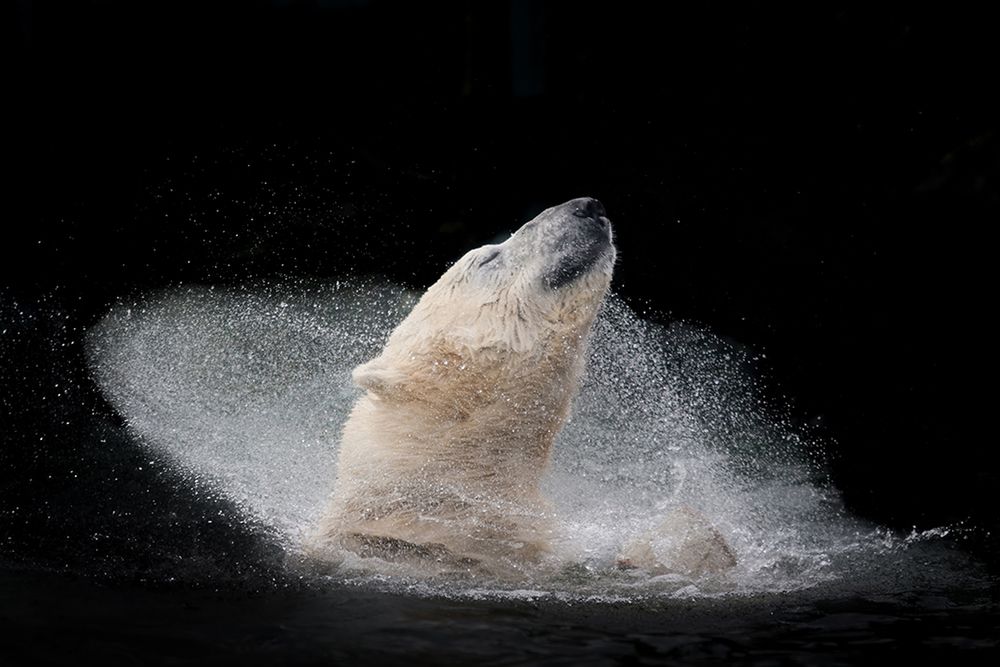 Oto zwycięzcy konkursu Sony World Photography Awards 2016 47