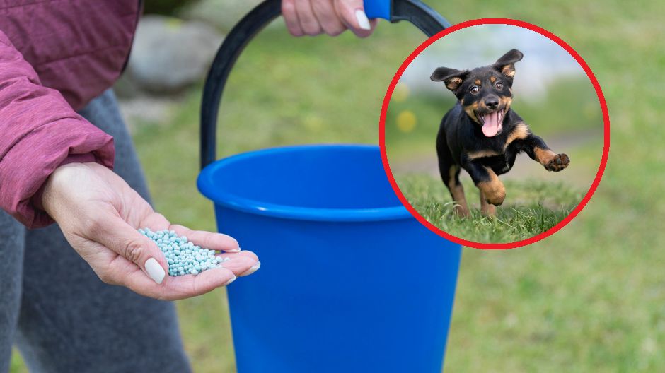 Najbardziej narażone na niebezpieczeństwo są psy, koty, małe dzieci oraz dzikie zwierzęta, takie jak jeże