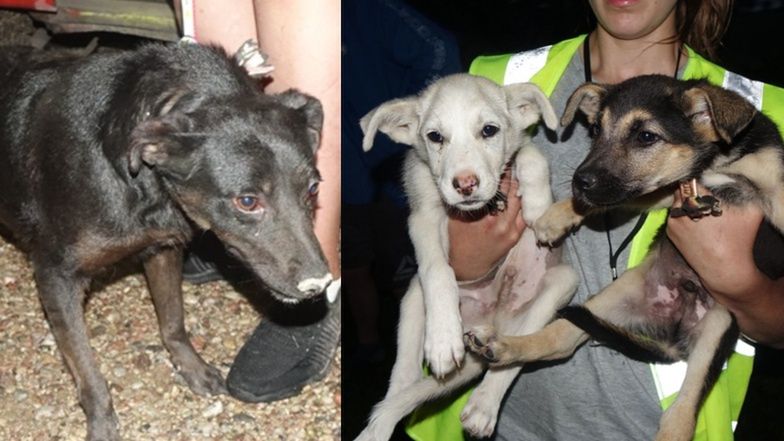 Dramat w schronisku w Radysach