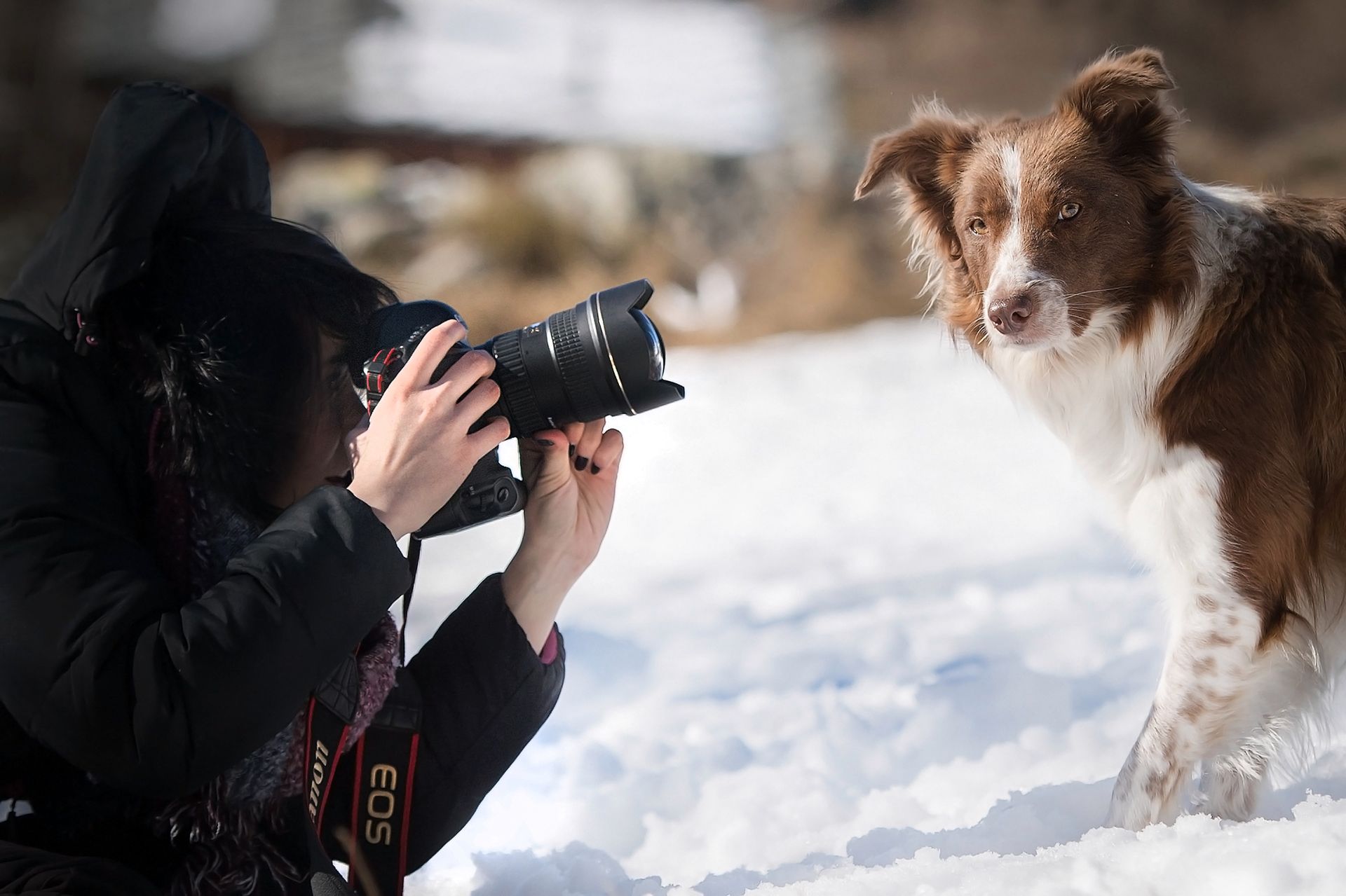 Jak fotografować psy, aby pokazać ich prawdziwy charakter? [poradnik] 5