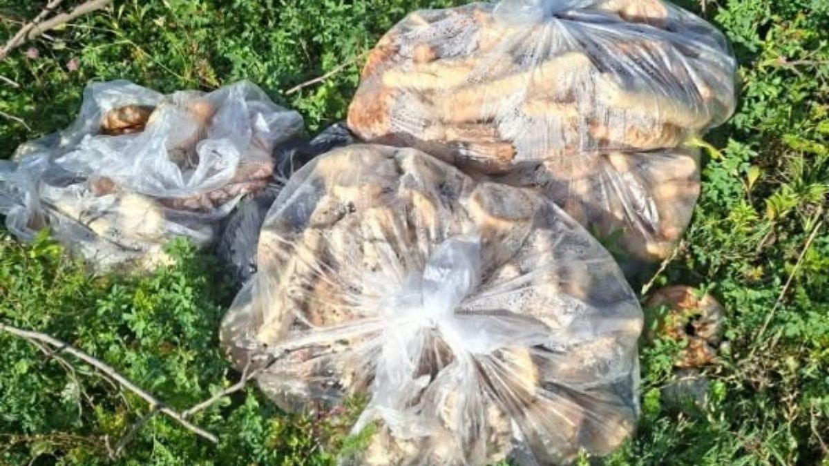 Ktoś zostawił w lesie całe zapasy pieczywa
