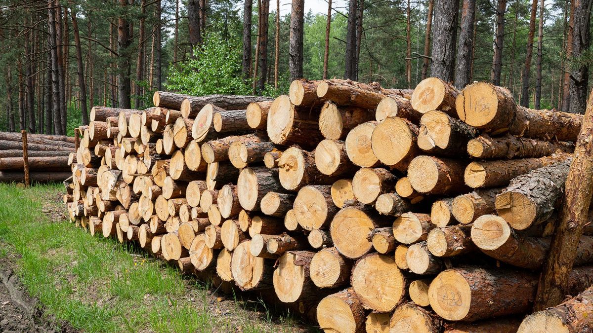 Leśnicy dostaną nowe mundury. Zdjęcie ilustracyjne. 