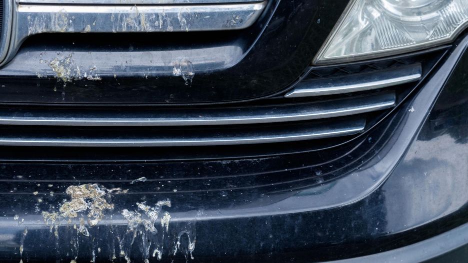 jak usunąć ptasie odchody z maski samochodu?