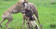 Dwa gepardy rzuciły się na gnu. Nagranie z finału pojedynku