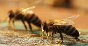 Jad pszczół leczy raka. Przełomowe odkrycie naukowców