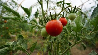 Posadź obok pomidorów. Odciągnie choroby, a krzak obsypie się warzywem
