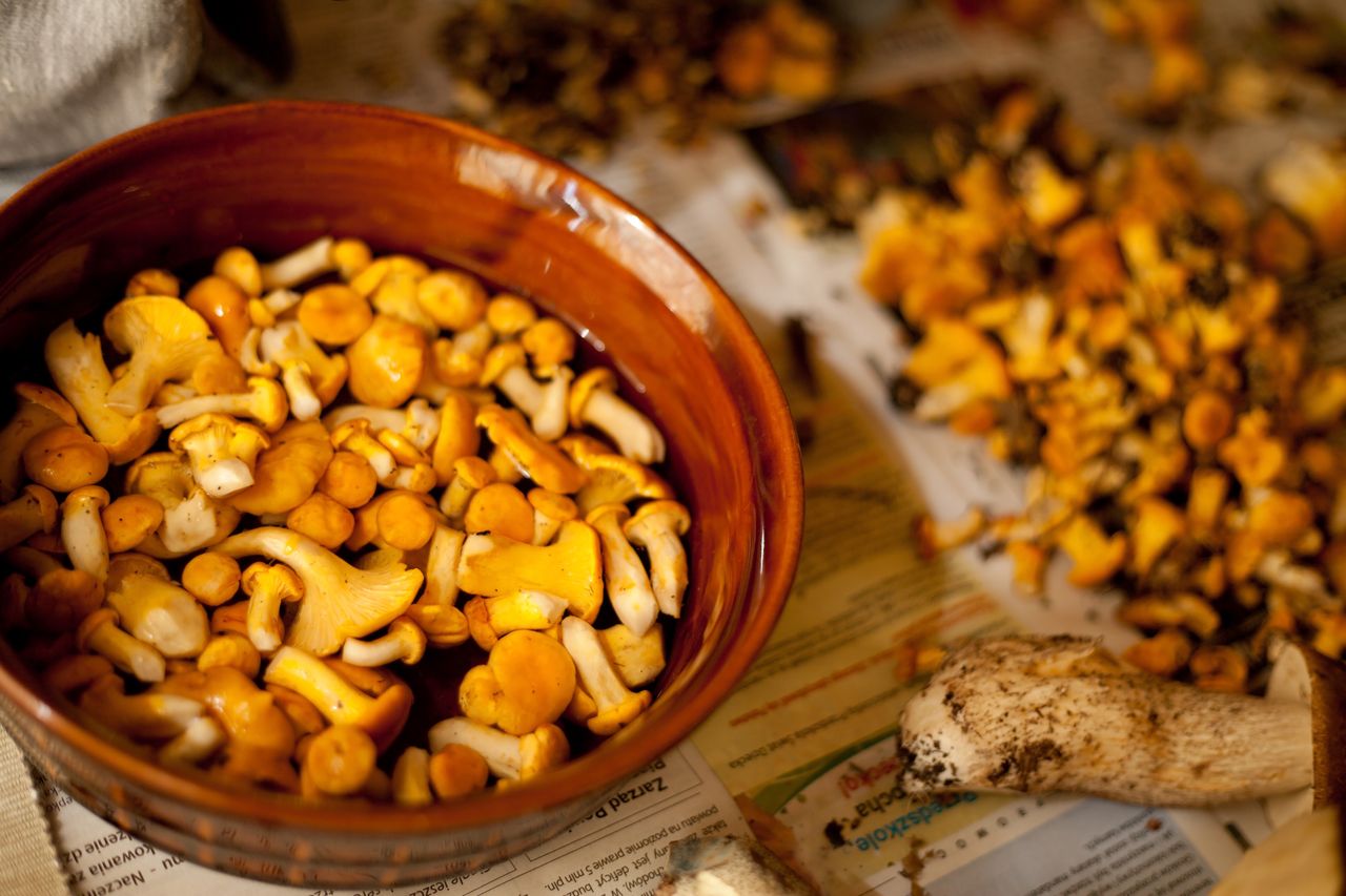 Proper cleaning of chanterelles is very important.