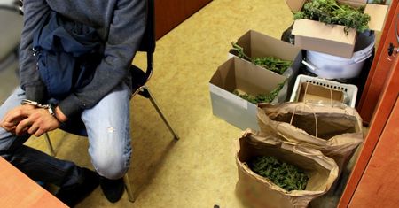 Śląskie. Miał plantację marihuany, sam zgłosił się na policję