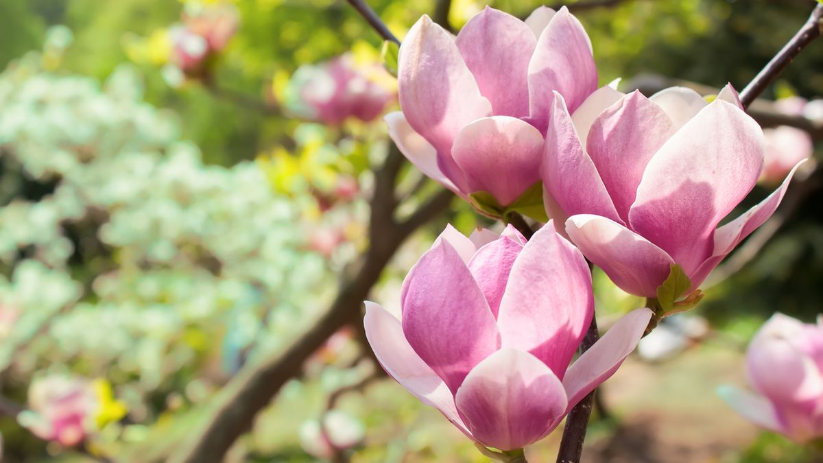 Magnolia lekarska to roślina ceniona w medycynie naturalnej.