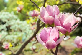Magnolia lekarska – wygląd, właściwości i skutki uboczne