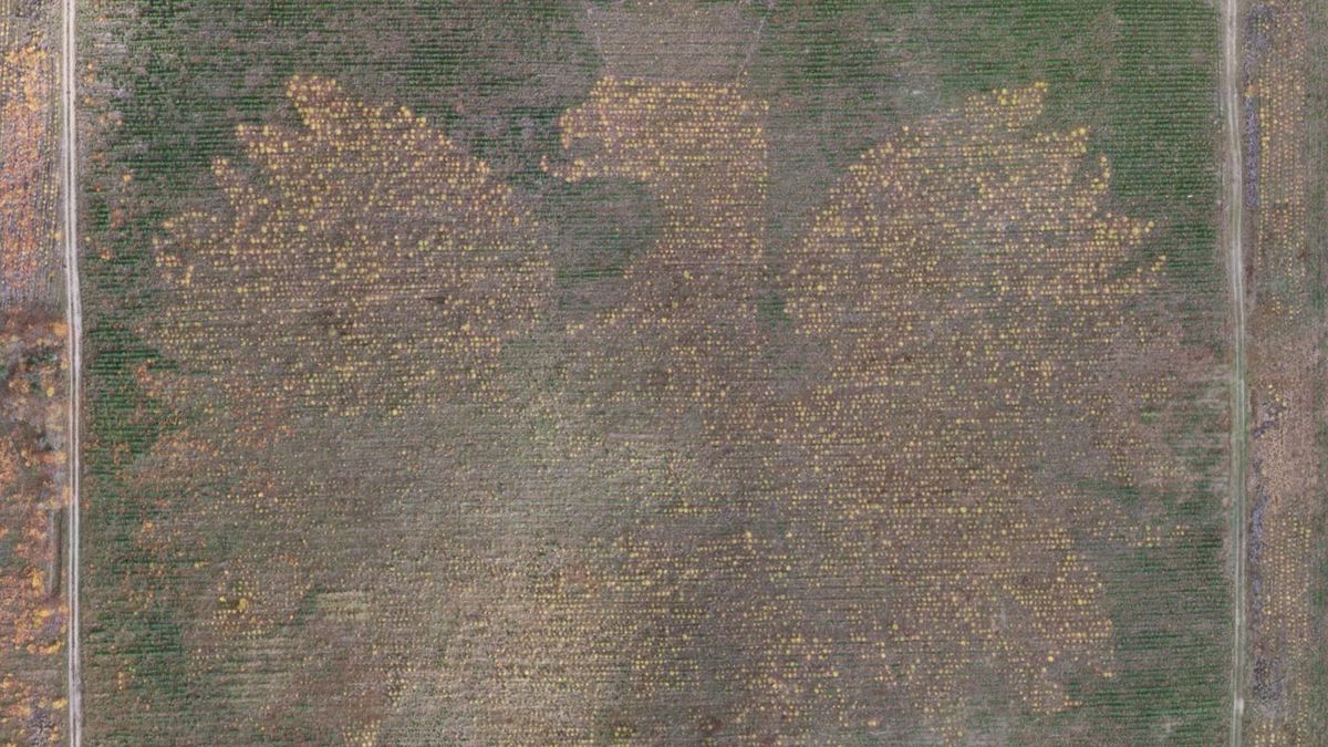 Leśny orzeł. Godło Polski ze 100 tys. drzew