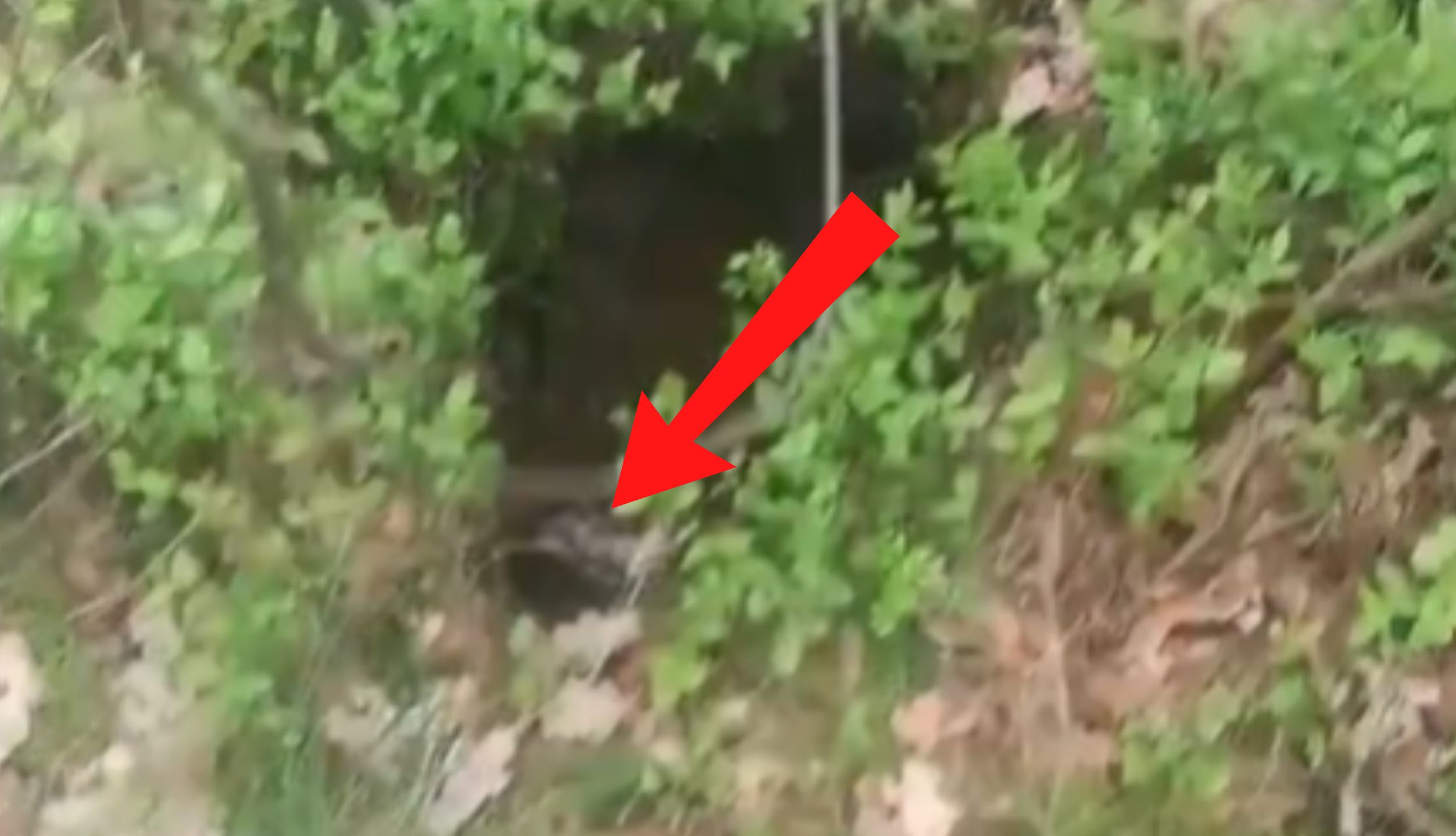 Taki widok w dołku. Niesie się nagranie z lasu.