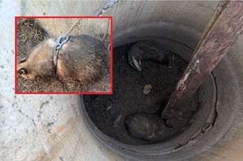 Wyciągnęli je ze studni. Nietypowa akcja strażaków