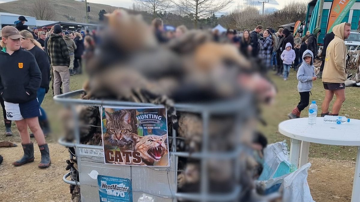 W Nowej Zelandii zabito ponad 370 dzikich kotów 