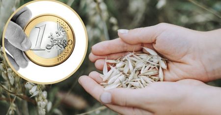 Koniec sierpnia z korektą, ale bilans robi wrażenie. Zboża mocno podrożały