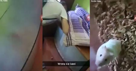 Rechoczący gimnazjaliści TORTURUJĄ chomika. "SPIZGAŁEŚ SIĘ JUŻ?" (WIDEO)