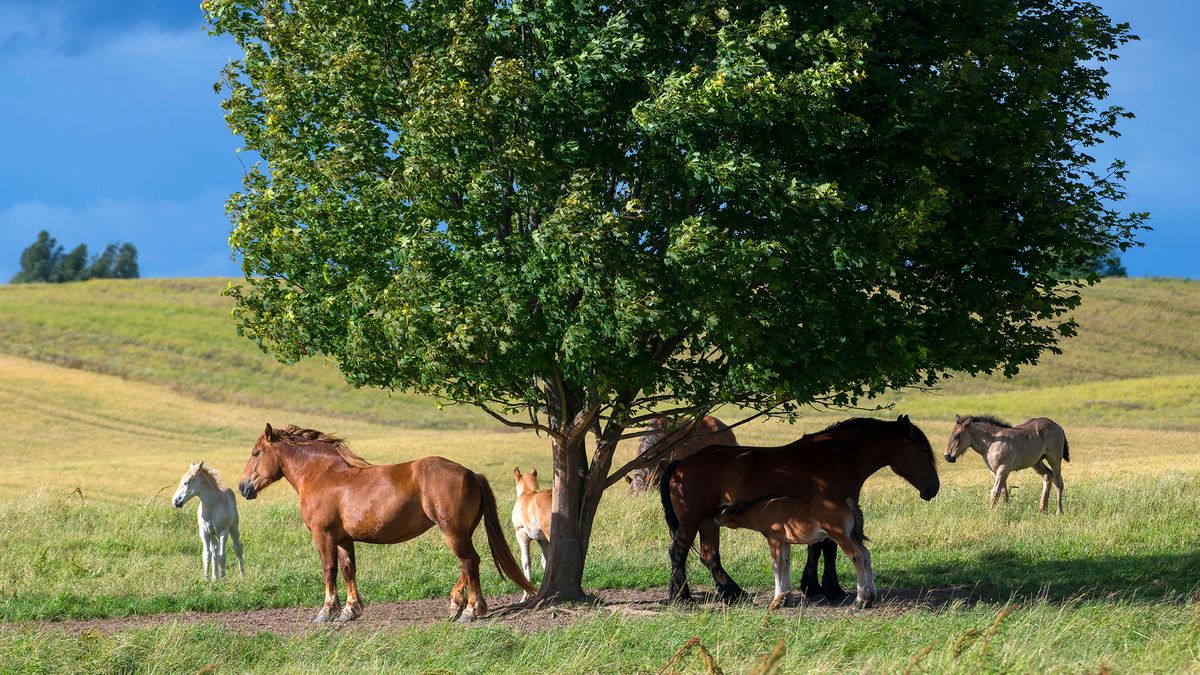 Suwalszczyzna. Tak wygląda piękno polskiej przyrody w całej okazałości 1