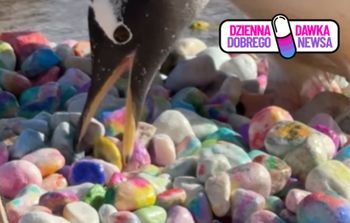 Kolorowe kamienie i pingwinie "oświadczyny". Wideo z Edynburga podbija sieć