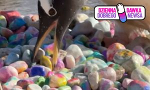 Kolorowe kamienie i pingwinie "oświadczyny". Wideo z Edynburga podbija sieć