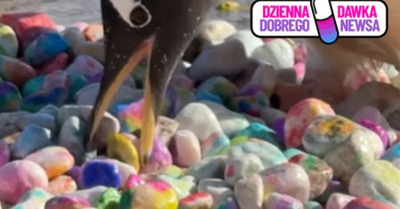 Kolorowe kamienie i pingwinie "oświadczyny". Wideo z Edynburga podbija sieć