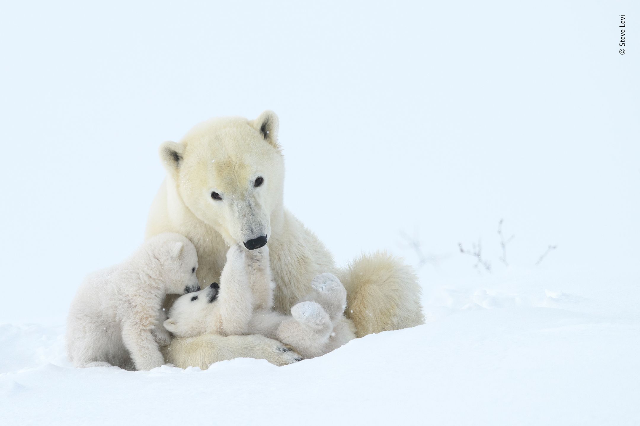 Finaliści nagrody publiczności w konkursie Wildlife Photographer of the Year 2019 5