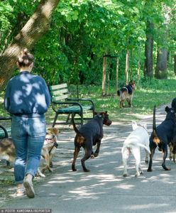 Podatek od psa w 2024 r. Minister finansów podał górny pułap stawki