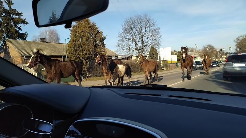 Stado koni na ul. Turystycznej w Lublinie