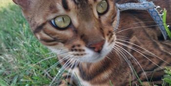 Koskowice: Zaginął kot bengalski. Od świąt trwają poszukiwania