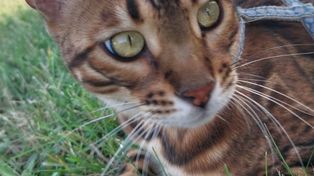 Koskowice: Zaginął kot bengalski. Od świąt trwają poszukiwania