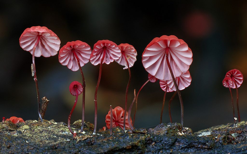 Magiczny świat australijskich grzybków sfotografowany przez Steve'a Axforda