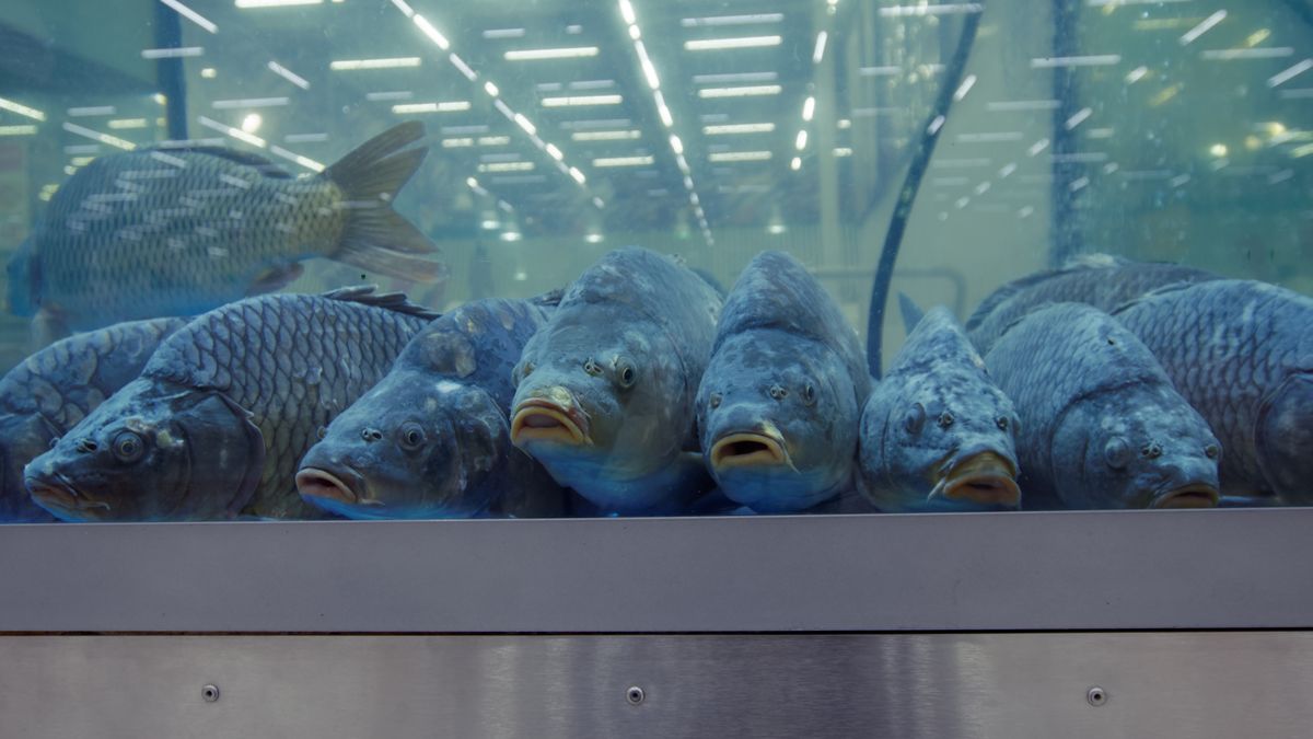 Ceny karpia rosną przez inflację