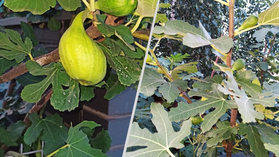 IMGW donosi, że przez wysokie temperatury w tym roku figi dojrzewają również w Polsce