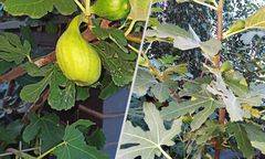 Temperatury w Polsce jak w Sofii czy Rijece. Pokazano zdjęcia na dowód