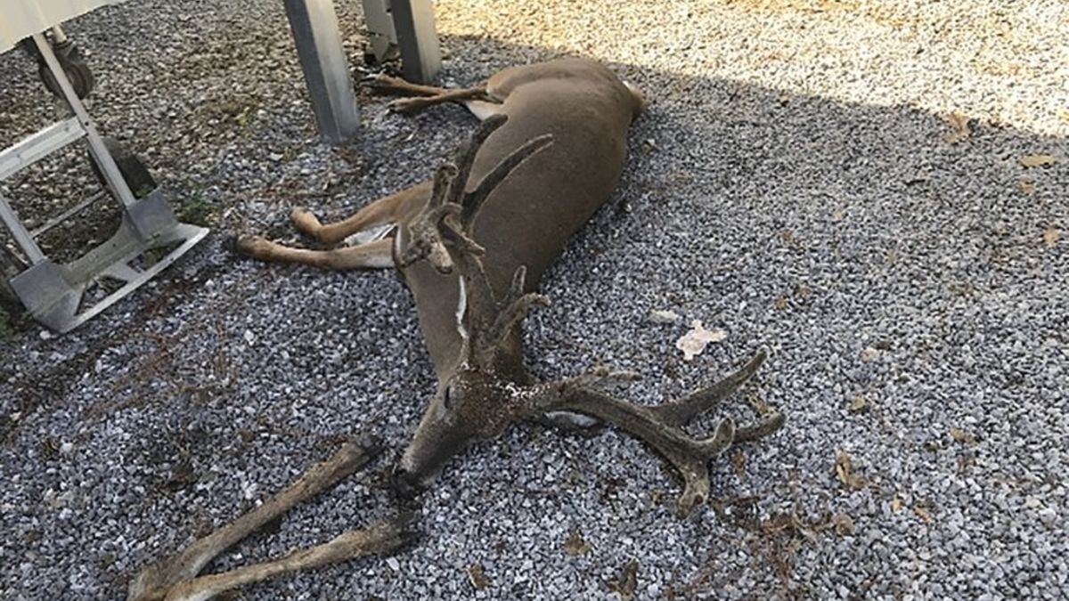 Plaga komarów masowo zabija zwierzęta hodowlane