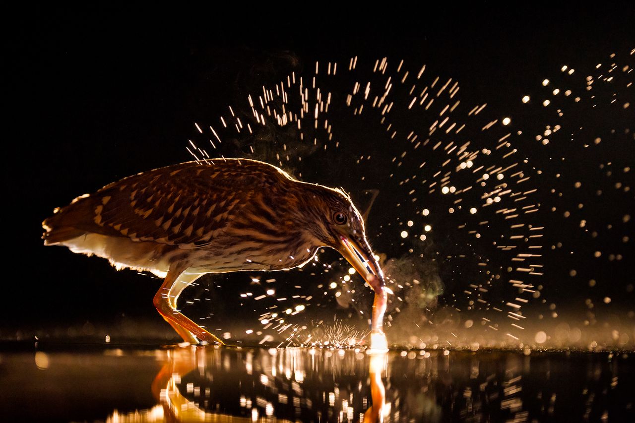 Zwycięzca skomentował swoją wygraną, mówiąc: „Wygranie tytułu Bird Photographer of The Year jest ogromnym zaszczytem dla mnie i bez wątpienia jednym z wyróżnień mojej kariery. Poziom zgłoszonych prac był wyjątkowo wysoki i mogę uważać się za szczęśliwca, że jurorzy wybrali moje zdjęcie jako głównego zwycięzcę. Fotografując dążę do szczerze unikatowych obrazów, starając się ukazać znajome tematy w inny sposób i pokazać, że zawsze istnieje nowy obraz i nietypowy punkt widzenia. Można to osiągnąć spędzając miesiące, a nawet lata, w lokalnym otoczeniu, zdobywając wręcz encyklopedyczną  wiedzę na temat zachowania, światła i perspektywy. Jestem zachwycony, że moje starania zostały tak hojnie wynagrodzone".