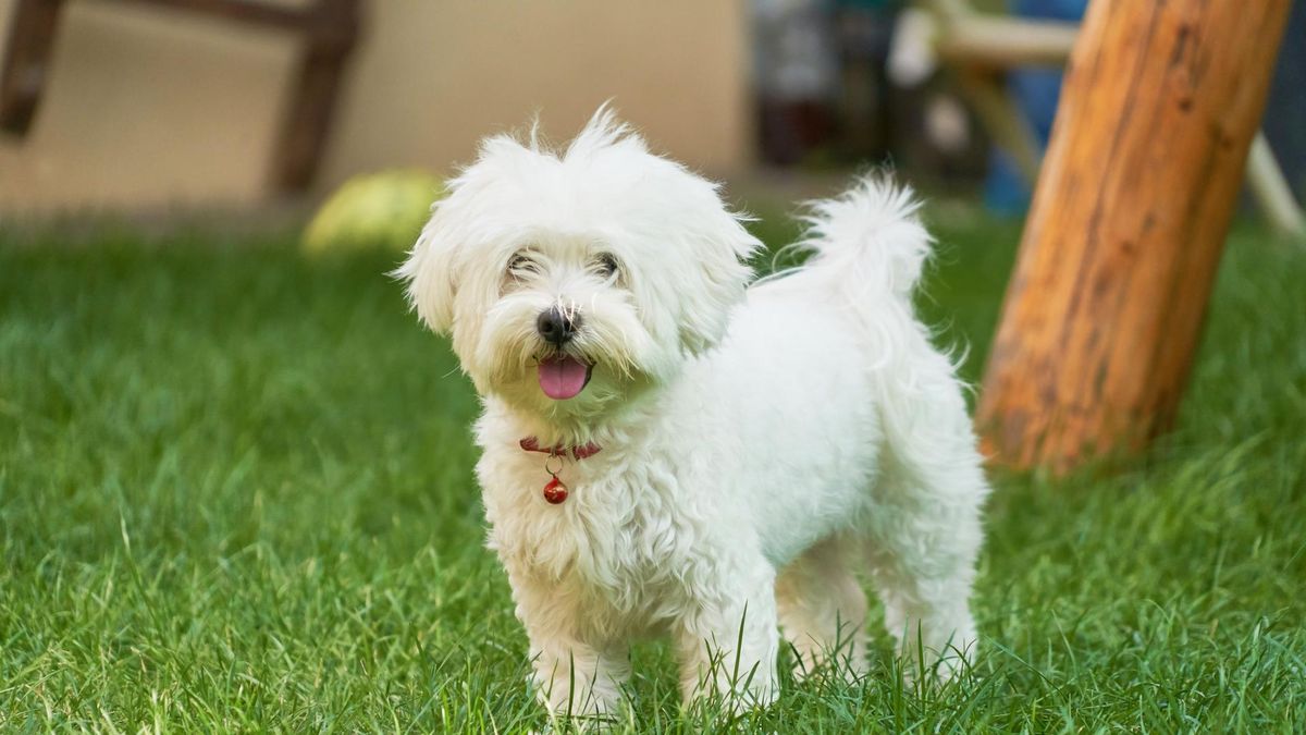 Maltańczyk. Co powinniśmy o nim wiedzieć?