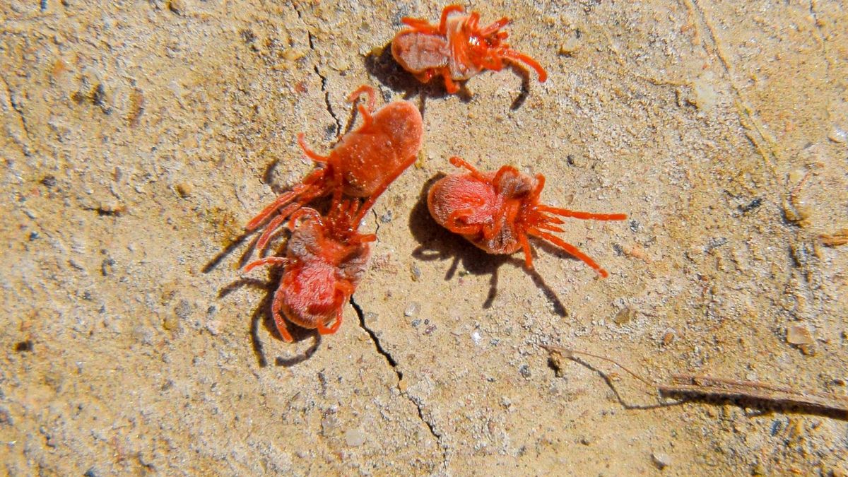 Lądzień czerwonatka